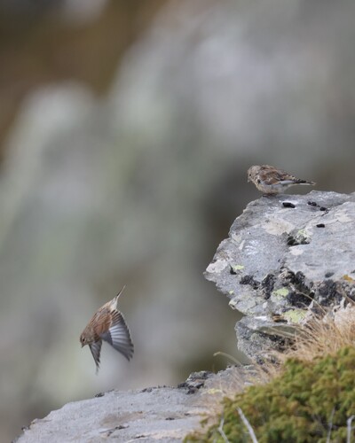 Eurasian Linnet