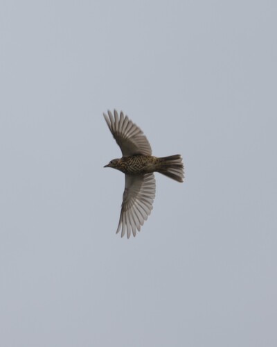 Mistle Thrush
