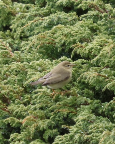 Willow Warbler