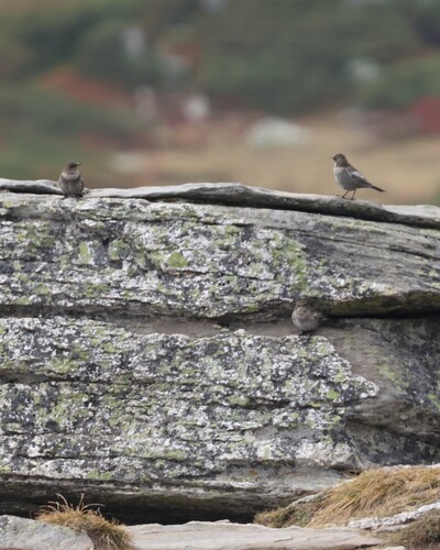 Ring Ouzel
