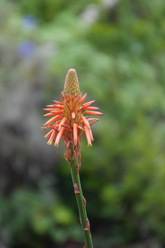 Candelabra Aloe