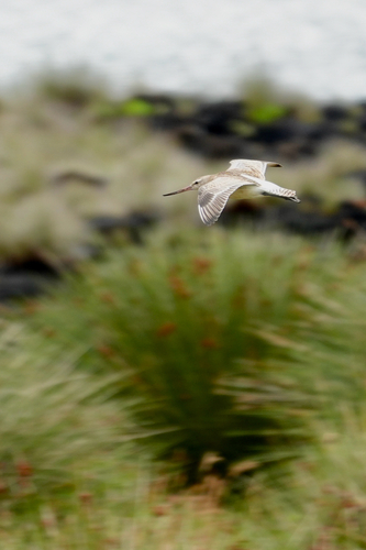 Bar-tailed Godwit