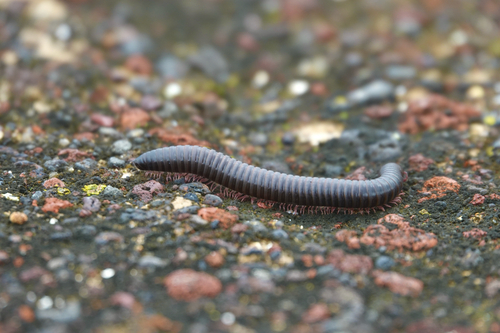 Portuguese Millipede