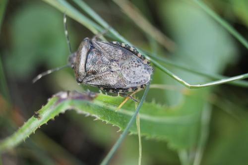 Mottled Stink Bug