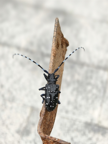 Citrus Longhorn Beetle