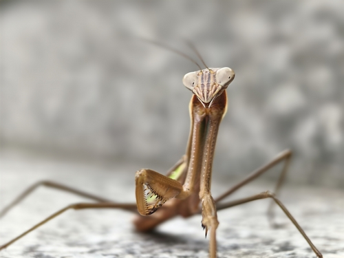 Tenodera aridifolia