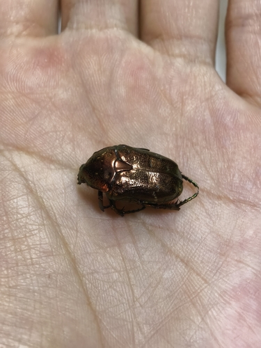 Protaetia orientalis orientalis
