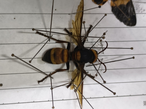 Southern Giant Hornet
