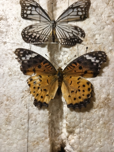Tropical Fritillary
