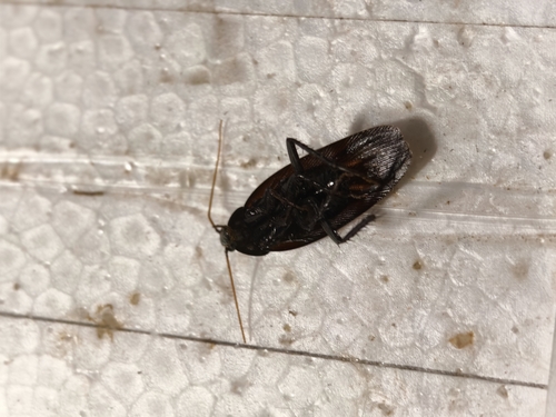 Smokybrown Cockroach