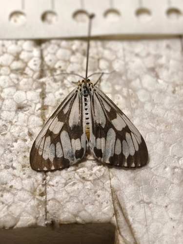 Marbled White Moth