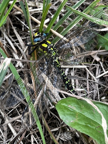 Southern Hawker