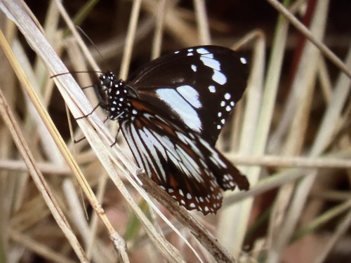 Swamp Tiger Butterfly