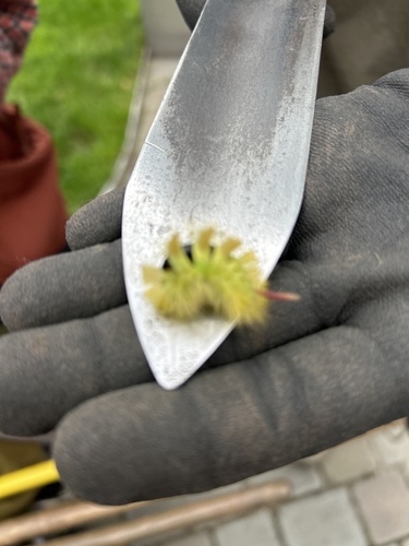 Pale Tussock Moth