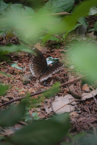 Great Eggfly