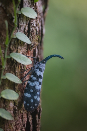 Pyrops maculatus