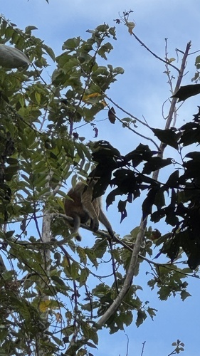 Toque Macaque