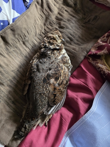 Ruffed Grouse