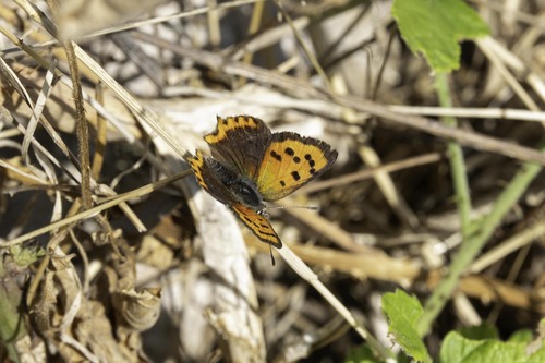 Small Copper
