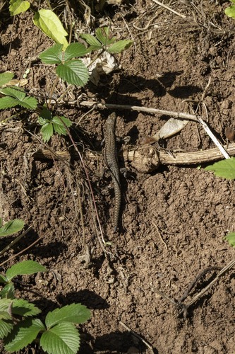 Common Wall Lizard