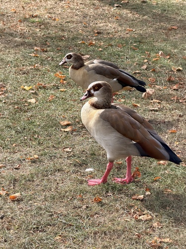 Egyptian Goose