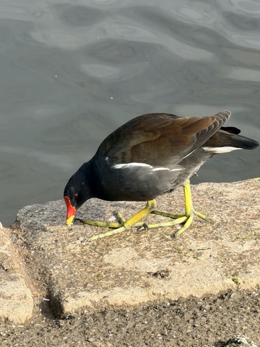 Eurasian Moorhen