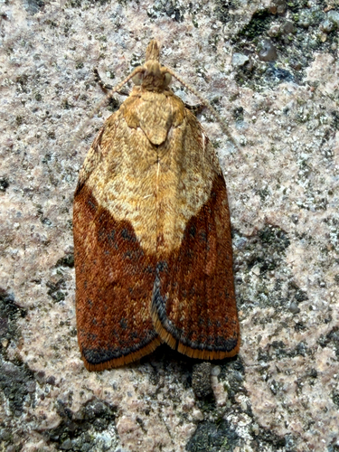 Light Brown Apple Moth
