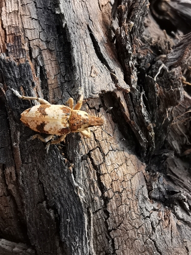 Bothynoderes affinis