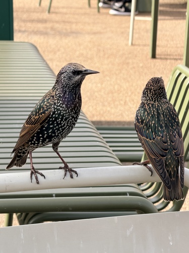 European Starling