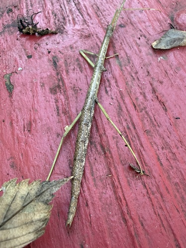 Northern Walkingstick