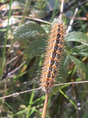 Marsh Dagger