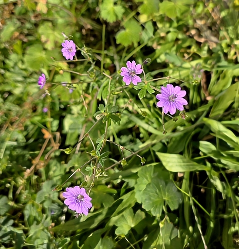Hedgerow Crane's-bill