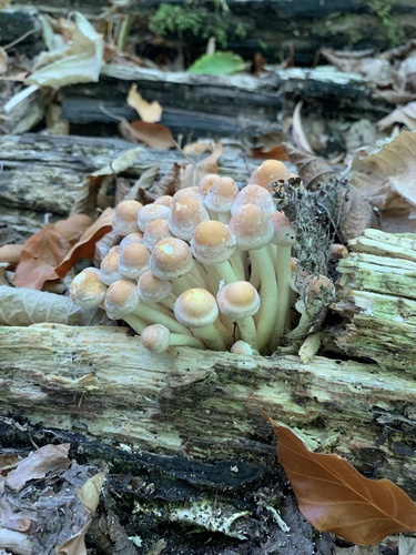Sulphur Tuft