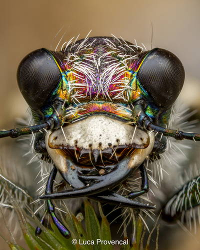Eastern Sand Tiger Beetle