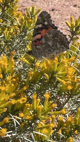 Painted Lady