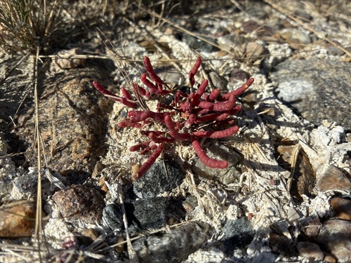 red glasswort