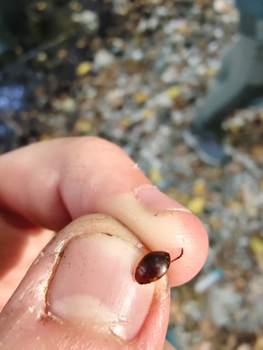 cherrystone beetle