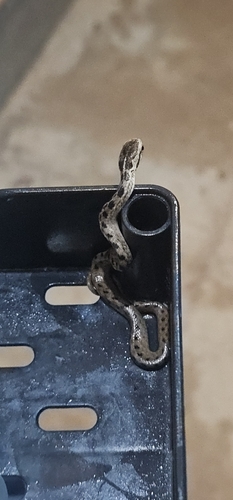 Pampas Snake