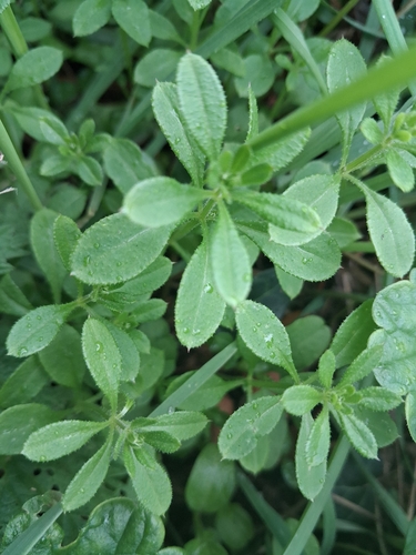 catchweed bedstraw