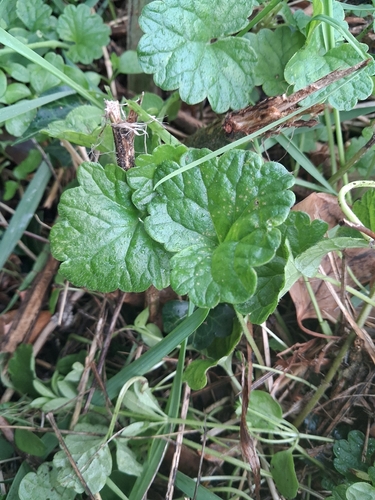 ground-ivy