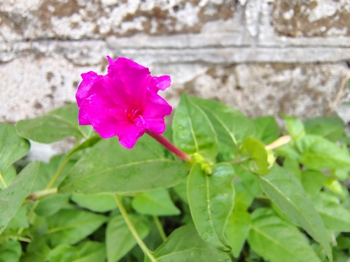 marvel of Peru