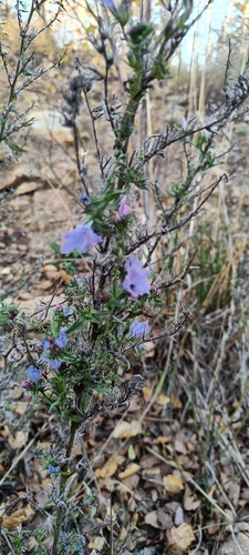 viper's-bugloss