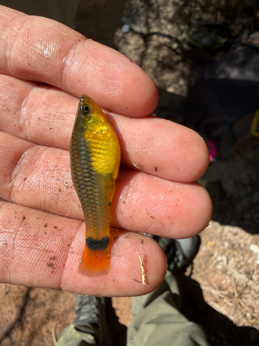 Variable Platyfish