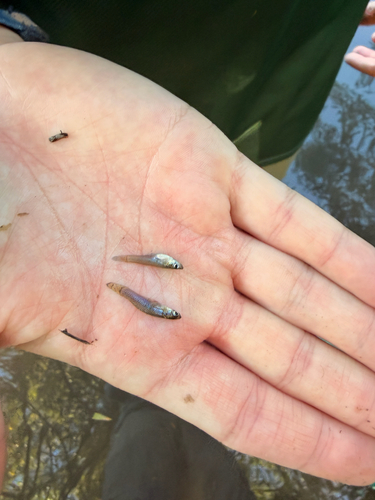 Western Mosquitofish
