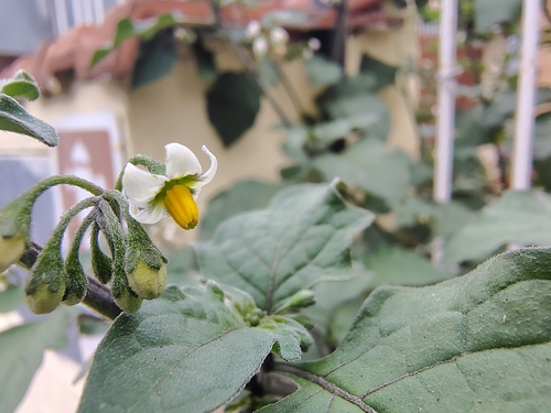 black nightshade