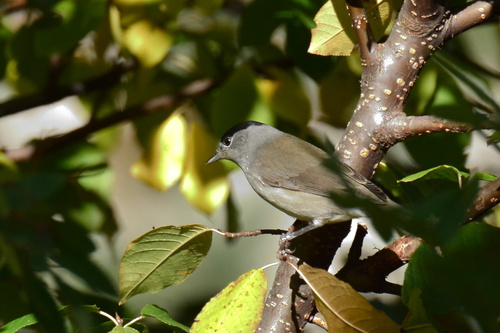 Eurasian Blackcap