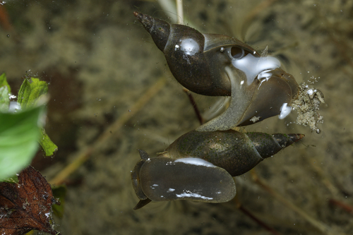 Great Pond Snail