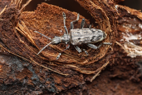 Ribbed Pine Borer
