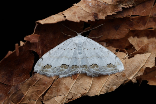 Lace Border