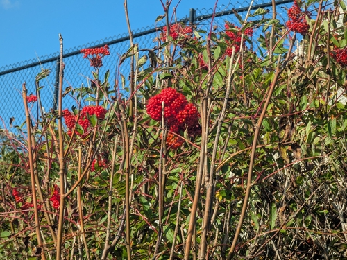 American mountain ash